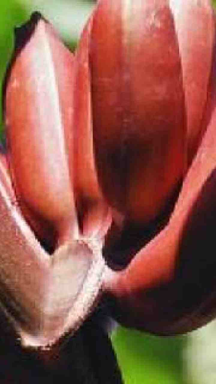 வைட்டமின் சி நிறைந்தது