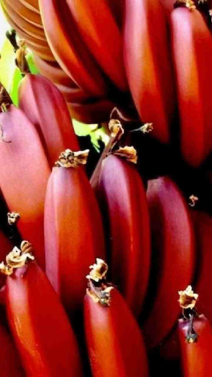 50 சதவீத நார்ச்சத்து இதில் இருக்கிறது