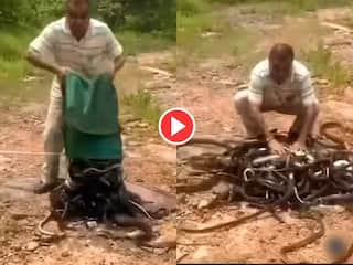 Shocking Video: ਵਿਅਕਤੀ ਨੇ ਬੈਗ 'ਚੋਂ ਕੱਢੇ 100 ਤੋਂ ਵੱਧ ਖਤਰਨਾਕ ਸੱਪ, ਫਿਰ ਜੋ ਕੀਤਾ ਉਹ ਕਰ ਦੇਵੇਗਾ ਹੈਰਾਨ, ਦੇਖੋ ਵੀਡੀਓ