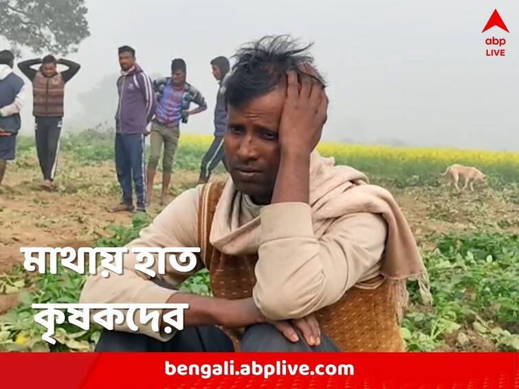 Bankura Elephants rampage through farmers land locals protest against Forest Department Bankura News: হাতির উপদ্রবে নষ্ট বিঘের পর বিঘে জমির ফসল, রাতভর আটকে রাখা হল বন দফতরের আধিকারিকদের