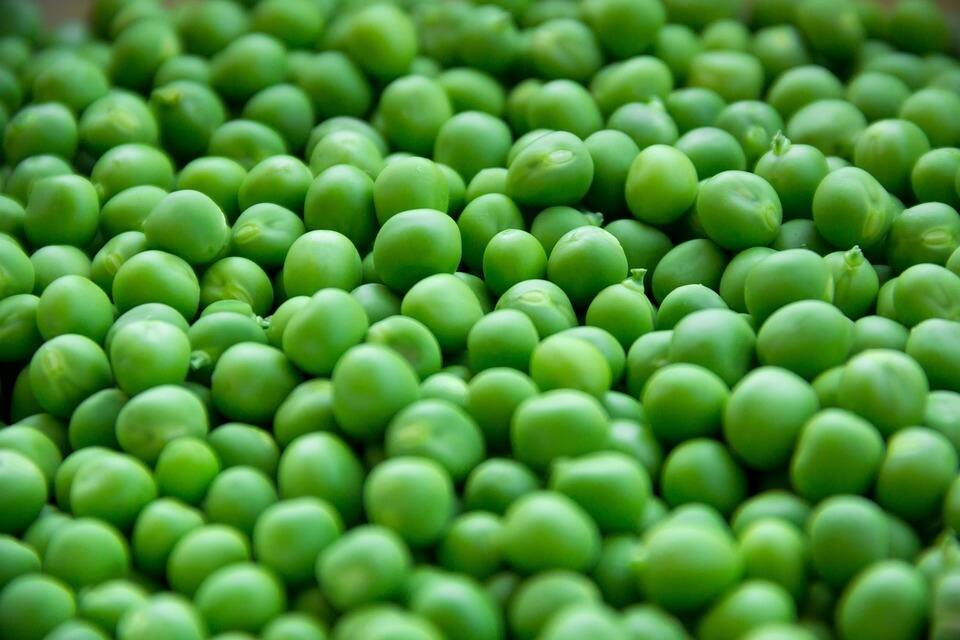 Green Peas Benefits increase uric acid Green Peas Benefits मटार
