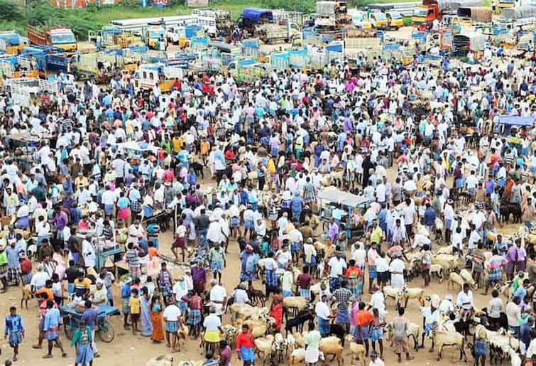 Trichy, Samayapuram Market Rs. Selling goats for 1 crore. திருச்சி: சமயபுரம் சந்தையில் ரூ. 1 கோடிக்கு ஆடுகள் விற்பனை! களைகட்டும் பொங்கல்!