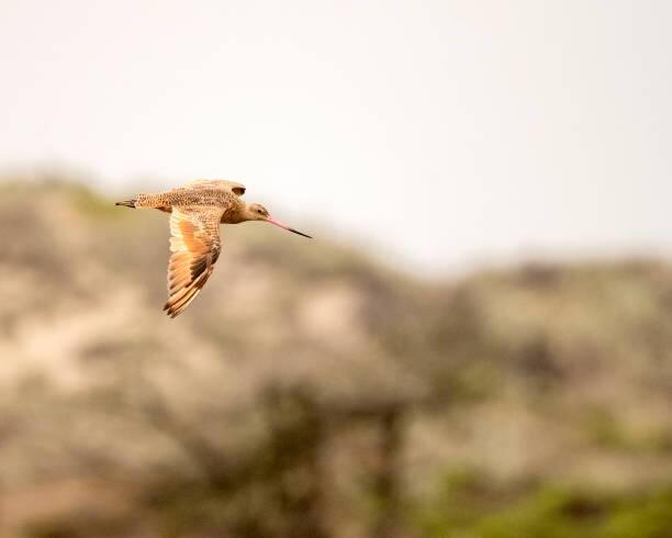 Godwit Bird World Record : एका पक्ष्याने 11 दिवस सतत उड्डाण केले आणि 13,560 किलोमीटरचे अंतर कापले आहे.