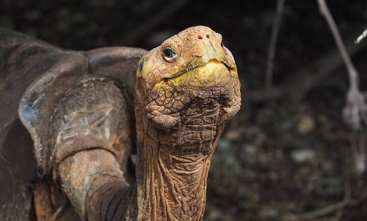 ज्यामध्ये गालापागोस बेटावरील चेलोनोइडिस हडेन्सिस कासवांची आवश्यकता होती.