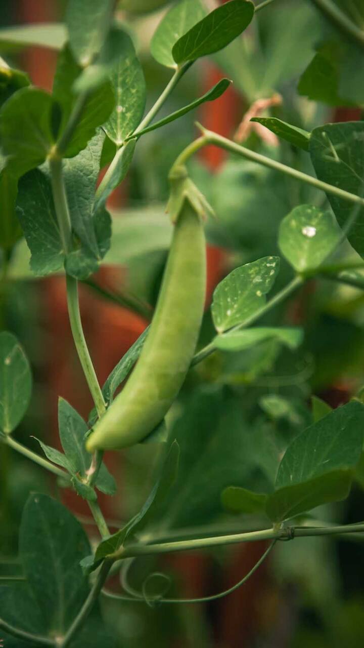 Green Peas Benefits increase uric acid Green Peas Benefits मटार खाण्याचे अनेक फायदे आहेत; पण