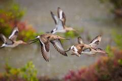Godwit Bird World Record : 11 दिवस न थांबता प्रवास, गॉडविट पक्ष्याच्या नावे नवा विक्रम; 13,560 किमी उड्डाण