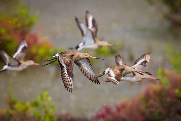 गिनीज वर्ल्ड रेकॉर्डनुसार, गॉडविट पक्ष्याने सलग 11 व्या उड्डाण करून 13,560 किलोमीटर अंतर कापत विश्वविक्रम केला आहे.    (PC:unsplash)