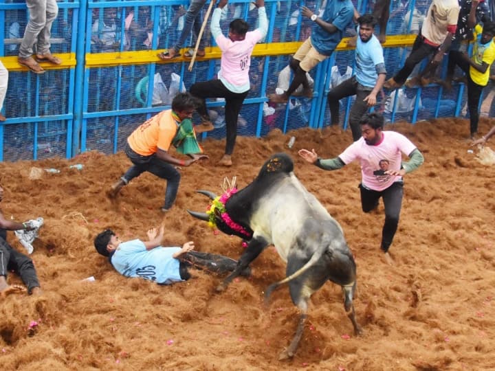 23 injured during Tamil Nadu Jallikattu bulls festival for security 3 level barricading was installed तमिलनाडु में जल्लीकट्टू के दौरान 23 लोग घायल, सुरक्षा के लिए लगाई गई थी 3 स्तर की बैरिकेडिंग