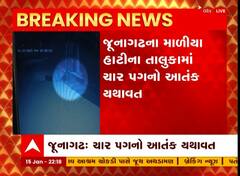 જૂનાગઢઃ માળિયા હાટીનાના જલંધર ગામે સિંહોએ કર્યું મારણ, ઘટના CCTVમાં કેદ