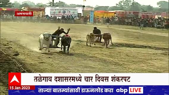 Amravati Shankarpati : पट गाजवणाऱ्या 50 हून आधिक बैलजोड्यांचं अमरावतीत आगमन