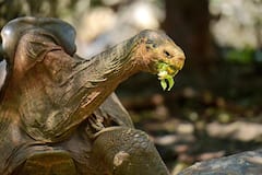 Diego Tortoise : 800 मुलांचा 'बाप' वय 100 वर्ष, डिएगो कासवाचा विक्रम; प्रजाती वाचवण्यात मोठं योगदान