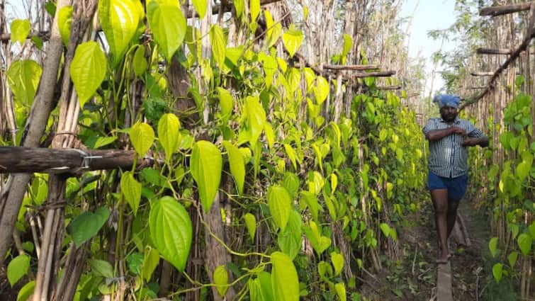 Trichy: Wilted betel nut due to insufficient price in Trichy district TNN திருச்சி மாவட்டத்தில் போதிய விலை கிடைக்காததால் வாடி வதங்கிய வெற்றிலை