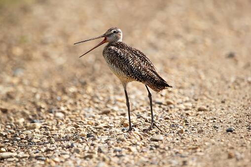 गॉडविट पक्ष्याचा आकार फायटर प्लेनसारखा असतो. या पक्ष्याचे वजन 230 ते 450 ग्रॅमपर्यंत असते. गॉडविट पक्ष्याच्या पंखांची रुंदी सुमारे 70 ते 80 सेमीपर्यंत असते.     (PC:unsplash)