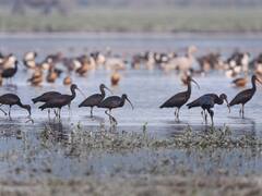 महाराष्ट्र के पेंच बाघ अभयारण्य में पक्षियों का सर्वे, आम नागरिक भी इस तरह कर रहे मदद 