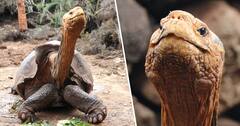 Diego Tortoise : 800 मुलांचा 'बाप' वय 100 वर्ष, डिएगो कासवाचा विक्रम; प्रजाती वाचवण्यात मोठं योगदान