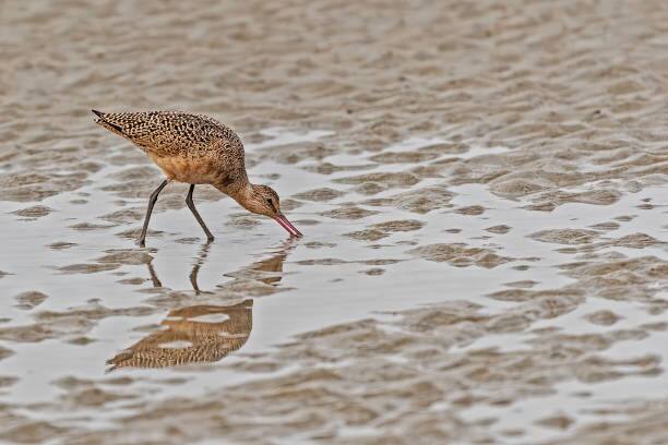 शास्त्रज्ञांना निरीक्षण करताना आढळले की, या पक्ष्याने सतत 11 दिवस उड्डाण केलं आहे.     (PC:unsplash)