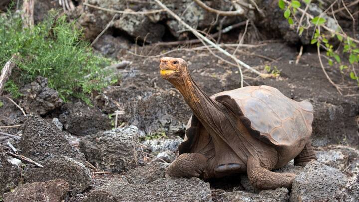 चेलोनोइडिस हडेन्सिसची ही कासवांची प्रजाती नामशेष होण्याच्या मार्गावर होती.