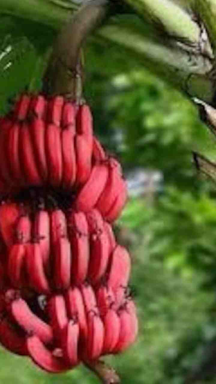 நோய் எதிர்ப்பு சக்தியை அதிகரிக்கும்