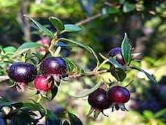 काले अमरूद की खेती से किसान कमा रहे अच्छा पैसा, जानिए कब बुवाई करना रहेगा ठीक