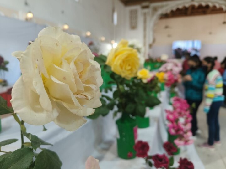 Rose Exhibition: इंदौर में लगी गुलाबों की प्रदर्शनी, 270 किस्म के 3 हजार फूलों का प्रदर्शन. गुलाब की इस प्रजाति के सभी हुए दीवाने