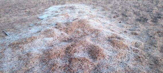 सातपुड्याचा पर्वतरांगांमध्ये दवबिंदू गोठले!