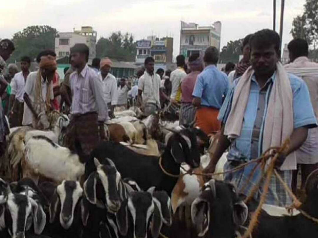 செம மாஸ் காட்டிய திருவோணம் ஆட்டுச்சந்தை; பல லட்சம் ரூபாய்க்கு ஆடுகள் விற்பனை ThanjavurL Thiruvonam Showcased by Sema Mass Selling goats for several lakhs of rupees TNN செம மாஸ் காட்டிய திருவோணம் ஆட்டுச்சந்தை; பல லட்சம் ரூபாய்க்கு ஆடுகள் விற்பனை