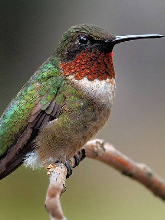 உலகின் மிக சிறிய ஹம்மிங் பறவை பற்றிய தகவல்கள்!