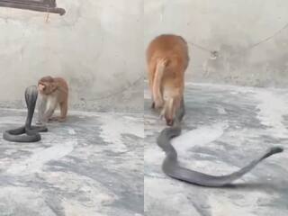 Viral Video: बंदर से बुरी तरह पिटा कोबरा, जैसे ही डसने गया पड़ गया थप्पड़... देखिए वीडियो