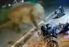 Viral Video: ਗੁੱਸੇ 'ਚ ਆਏ ਹਾਥੀ ਨੇ ਸੜਕ ਕਿਨਾਰੇ ਖੜ੍ਹੇ ਬਾਈਕ ਨੂੰ ਚੁੱਕ ਕੇ ਸੁੱਟ ਦਿੱਤਾ, ਬਹੁਤ ਹੀ ਮਜ਼ਾਕੀਆ ਹੈ ਇਹ ਵੀਡੀਓ