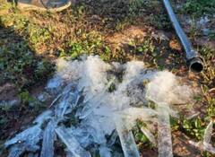 Photos: રાજસ્થાનમાં હિમના કારણે પાક પર જામી ગયો બરફ, સરસવ અને મરચા સહિતના રવિ પાકને નુકસાનથી ખેડૂતોમાં ચિંતા