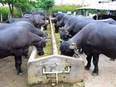 पशुओं को मोटा अनाज खिलाने के फायदे तो खूब सुने होंगे, यहां नुकसान भी जान लीजिए