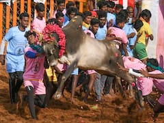 IN PICS | Traditional Bull Taming Sport Of Jallikattu On 'Mattu Pongal'