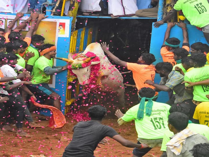 While the Supreme Court considers a batch of petitions challenging the constitutional validity of the law allowing the practise of jallikattu in Tamil Nadu, the year's first jallikattu was held on January 8 at Thatchankurichi village in Pudukottai district. (Image Source: PTI)