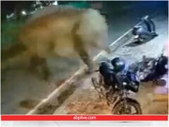 गुस्सैल हाथी ने सड़क किनारे खड़ी बाइक को उठा कर फेंका, काफी मजेदार है ये वीडियो