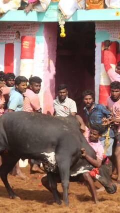 Jallikattu 2023 : அடங்காத காளைகள்..அசராத இளைஞர்கள்..வைரலாகும் மஞ்சு விரட்டு புகைப்படங்கள்!