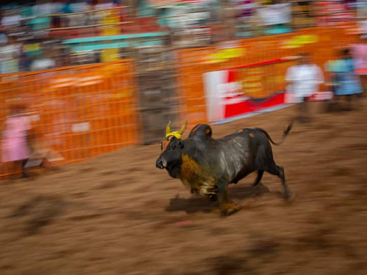 Since January 8, the traditional bull-taming sport of jallikattu has been held throughout Tamil Nadu. On January 16, the day of 'Mattu Pongal,' the event took place in various regions of the state.
