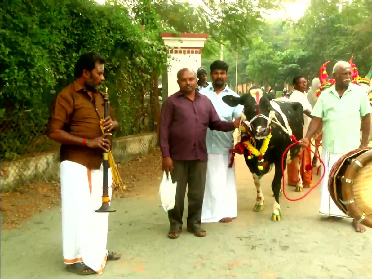 Kaanum Pongal 2023 Date and Significance: Know All About History and  Celebrations of the Fourth and Last Day of the Harvest Festival in Tamil  Nadu