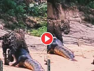 Video: जब चीते ने कर दिया एक बड़े से मगरमच्छ का शिकार, हिला देगा आगे का नजारा