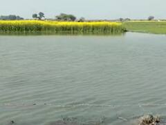 औरैया में किसानों पर कहर बनकर टूटा रामगंगा नहर का पानी, अचानक कटान से हजारों बीघा फसल बर्बाद