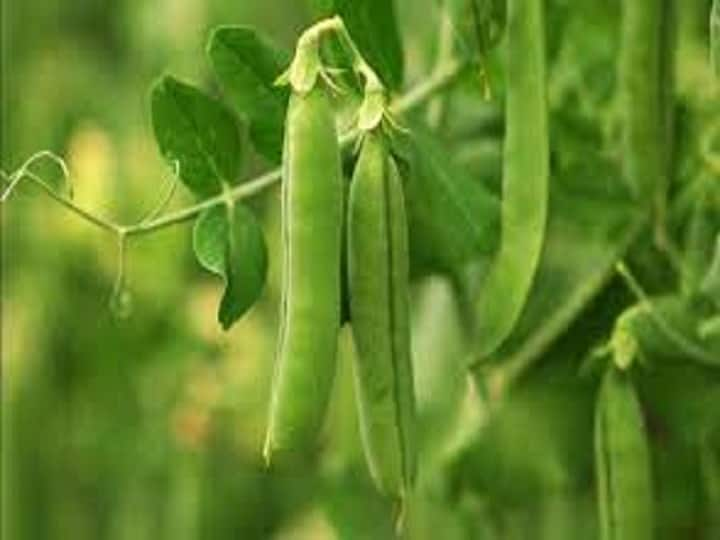 gram and pea crop Pod borer damages farmers be alert Matar Ki Kheti: चना, मटर की फसल हो रही बर्बाद, कीटों से बचाने के लिए दवा का ऐसे करें छिड़काव