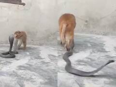 Viral Video: ਕੋਬਰੇ ਨੂੰ ਮਹਿੰਗਾ ਪੈ ਗਿਆ ਪੰਗਾ! ਬਾਂਦਰ ਤੋਂ ਖਾਧੀ ਬੁਰੀ ਤਰ੍ਹਾਂ ਕੁੱਟ, ਵੇਖੋ ਵੀਡੀਓ
