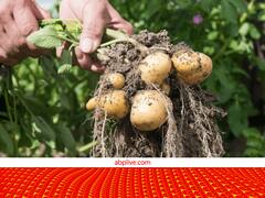 Agri Tech: आलू की खेती में समय, पानी और पैसा बचाने वाली तकनीक.. कम खर्च में मिलेगा डबल प्रोडक्शन