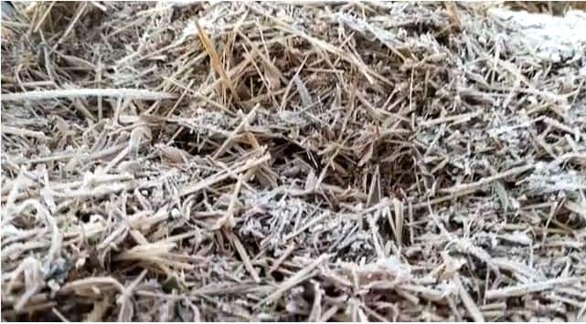 उत्तरेकडून येणाऱ्या थंड वाऱ्यामुळे इथे 5 अंश सेल्सिअस तापमानाची नोंद झाली आहे.