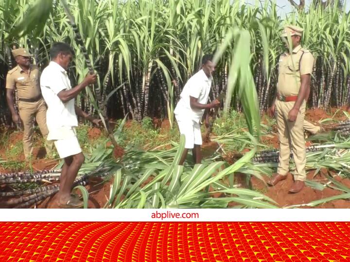 Prisoners Became Aatm nirbhar by growing sugarcane on 2 acres of land of Trichy Jail Tamil Nadu Sugarcane Farming: जुर्म की दुनिया से कोसों दूर अब जेल में गन्ना उगा रहे किसान, 2 एकड़ जमीन से मिली कमाल की पैदावार