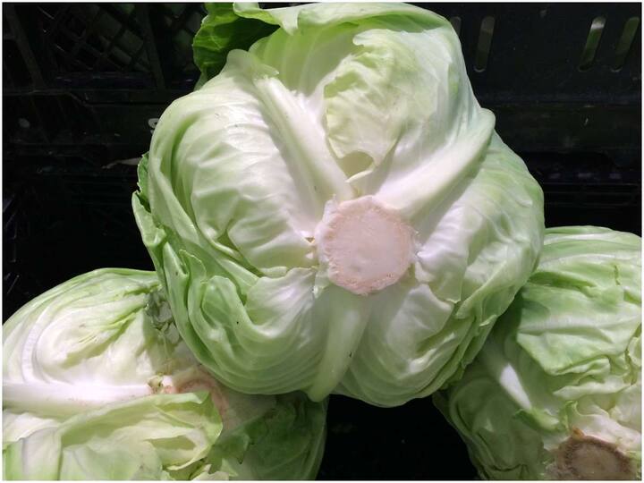 Eat cabbage to avoid weight gain Cabbage: ఊబకాయం బారిన పడకుండా ఉండాలా? అయితే క్యాబేజీ తినండి