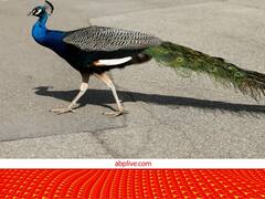 मरने के बाद मोर का ऐसे किया जाता है अंतिम संस्कार... अंतिम विदाई में ये नियम फॉलो करने होते हैं!