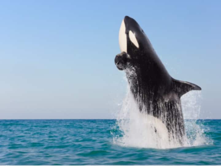 Toilet Paper And Forever Chemicals Found In Endangered Killer Whales Could Lead To Their Population Decline Interact With Nervous System Influence Cognitive Function Study Toilet Paper And Forever Chemicals Found In Endangered Killer Whales, Could Lead To Their Population Decline: Study