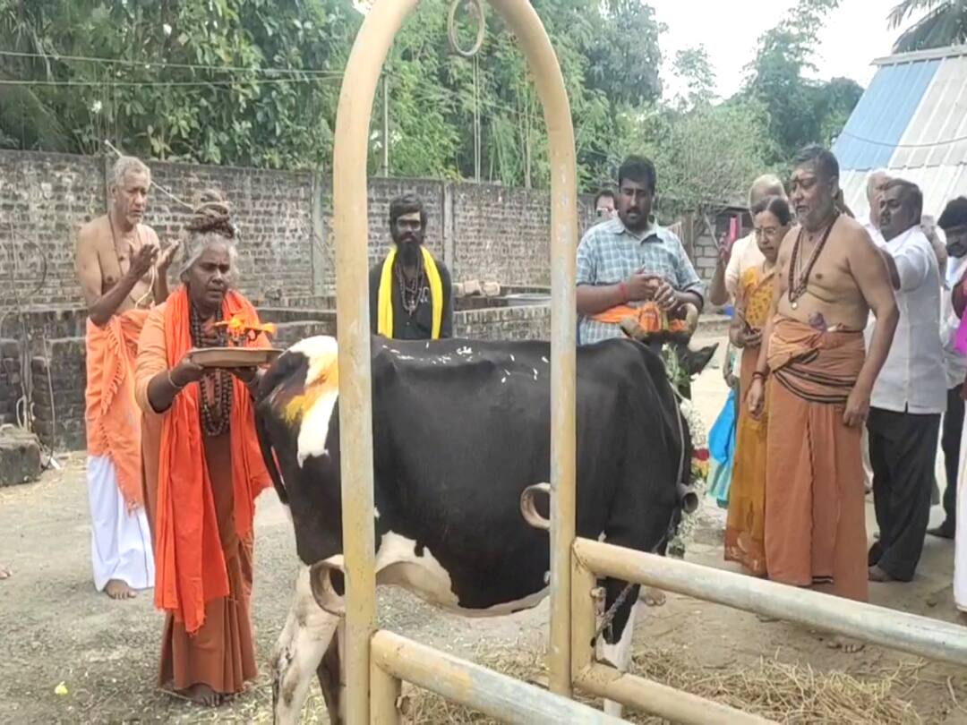 Pongal 2023: மாட்டுப்பொங்கலை முன்னிட்டு மயிலாடுதுறை மாவட்டத்தில் பல்வேறு இடங்களில் கோ பூஜை..! pongal festival komadha poojai held in Mayiladuthurai district TNN Pongal 2023: மாட்டுப்பொங்கலை முன்னிட்டு மயிலாடுதுறை மாவட்டத்தில் பல்வேறு இடங்களில் கோ பூஜை..!