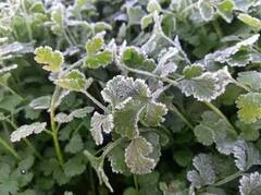 Photos: રાજસ્થાનમાં હિમના કારણે પાક પર જામી ગયો બરફ, સરસવ અને મરચા સહિતના રવિ પાકને નુકસાનથી ખેડૂતોમાં ચિંતા