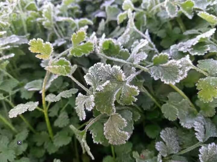 રવિ પાકને નુકસાન થયું છે. તસવીરોમાં દેખાતું સ્થળ કાશ્મીર નથી. આ રાજસ્થાનની રેતીના ટેકરાઓની ભૂમિ છે. જ્યાં હિમના કારણે બરફ જામવા લાગ્યો છે. જોધપુર કૃષિ વિભાગના મદદનીશ નિયામક નેમારામે જણાવ્યું હતું કે જિલ્લામાં હિમ સાથે ડેચુ, શેરગઢ, ફલોદી, ઓસિયન, તિનવારી, મથાનિયા અને લોહાવત સહિતના રેતાળ વિસ્તારોમાં ખેડૂતોના રવિ પાકને નુકસાન થવાનું શરૂ થયું છે.